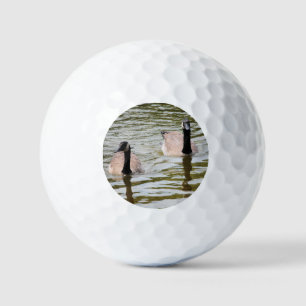Geese golf balls