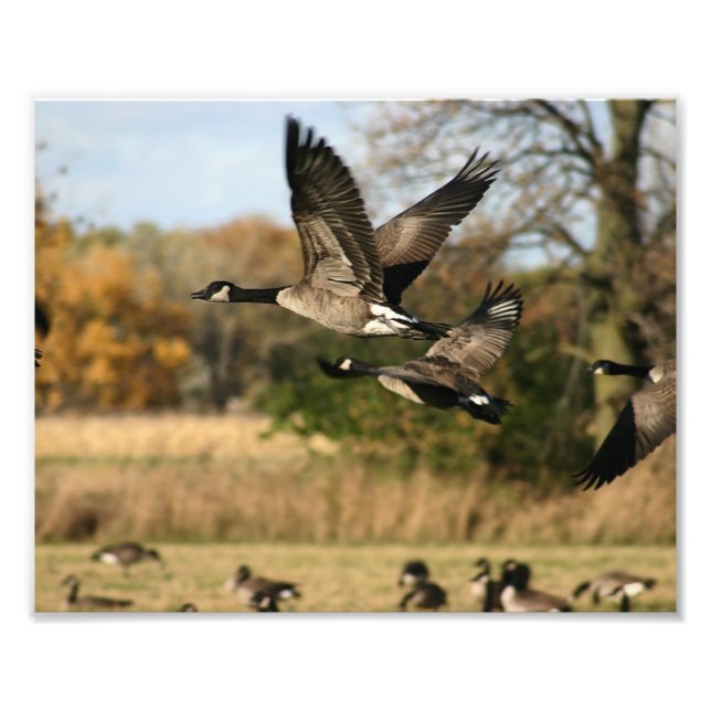 Geese in Autumn Flight Photo Print (Front)