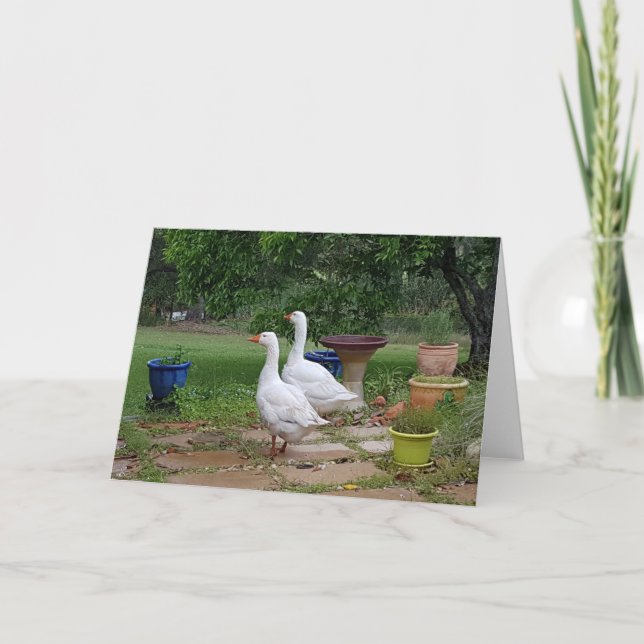 Geese in Garden - Blank Card (Front)