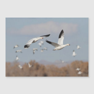 Geese in the Bosque skies