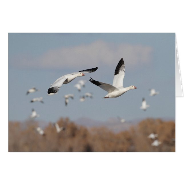 Geese in the Bosque skies (Front Horizontal)