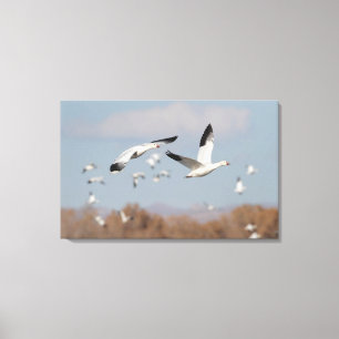 Geese in the Bosque skies Canvas Print