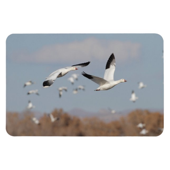 Geese in the Bosque skies Magnet (Horizontal)