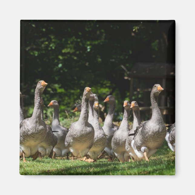 Geese in the Dordogne magnet (Front)
