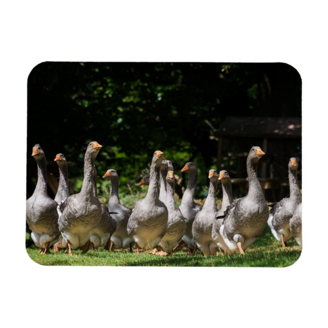 Geese in the Dordogne rectangular magnet (Horizontal)