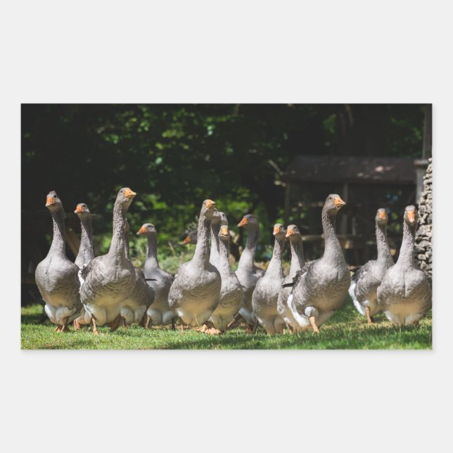 Geese in the Dordogne rectangular sticker (Front)