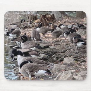Geese in the Park Mouse Pad