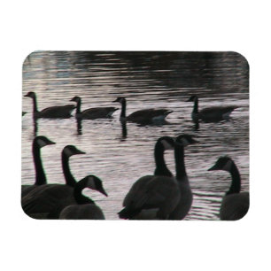 Geese magnet