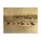 Geese on Golden Pond