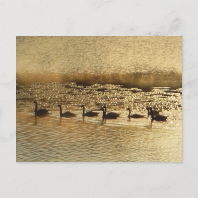 Geese on Golden Pond Postcard (Front)