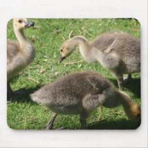 Geese on the Grass Mouse Pad