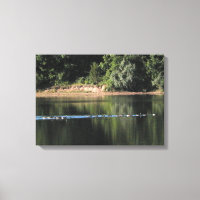 Geese on the Lake Picture