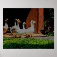 Geese On The March Animal Art