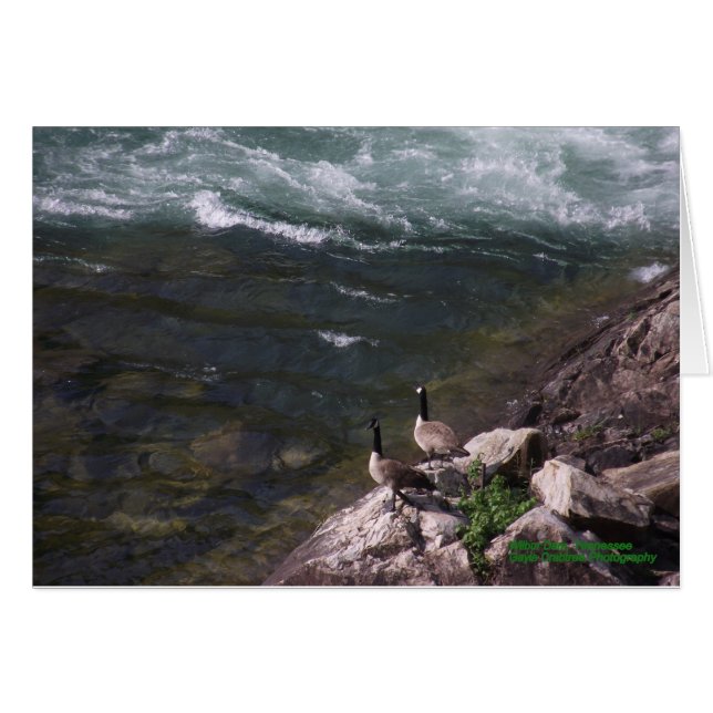 Geese on the water (Front Horizontal)