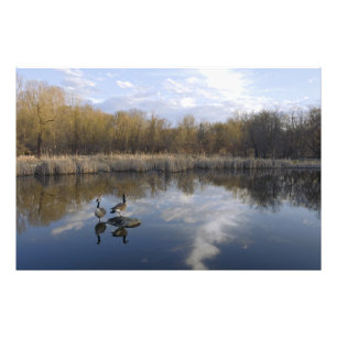 Geese Perch on Pond Photo Print