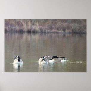Geese Photo Poster
