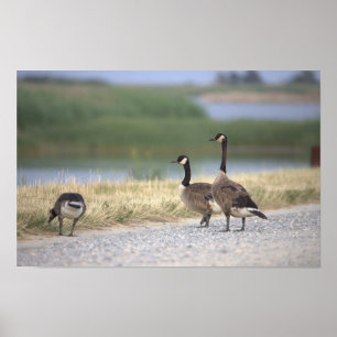 Geese Photo Poster