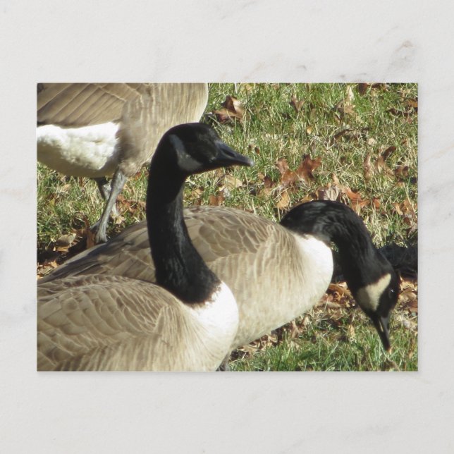 Geese Postcard (Front)