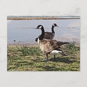 GEESE Postcard
