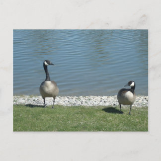 Geese Postcard