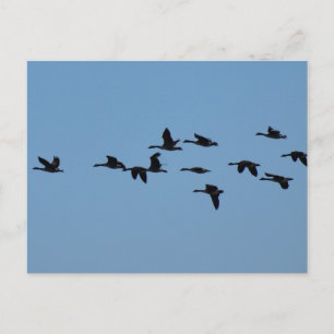 Geese  postcard