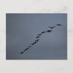 Geese Postcard