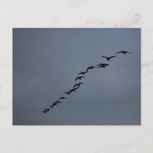 Geese Postcard (Front)