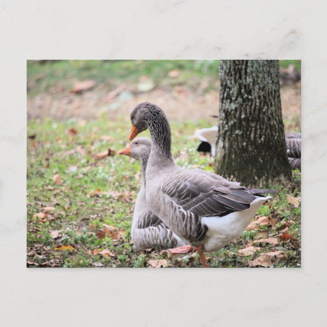 Geese Postcard (Front)