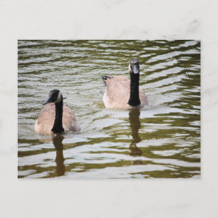 Geese Postcard