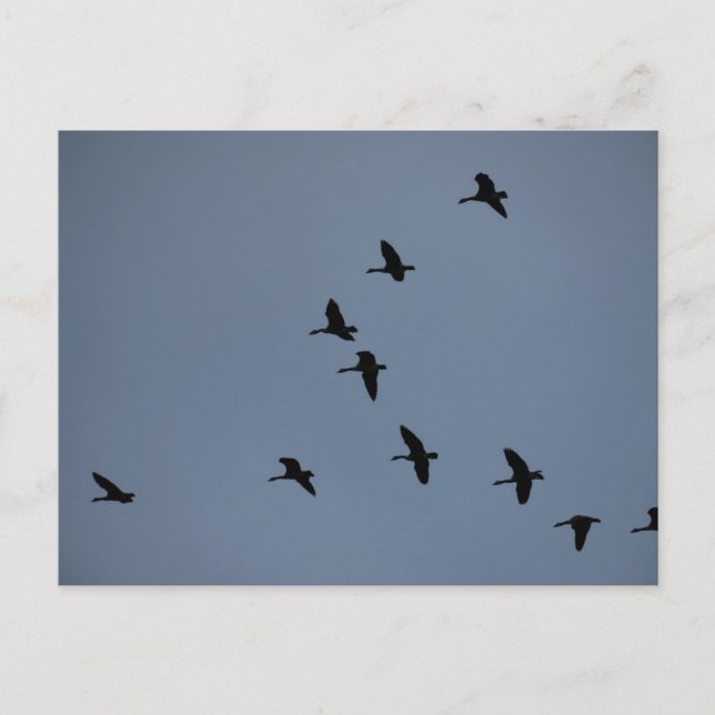 Geese Postcard (Front)