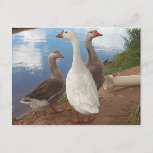 geese postcard