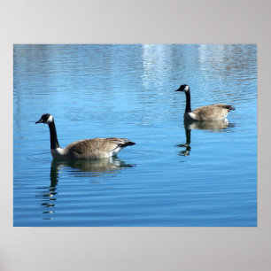 Geese Poster