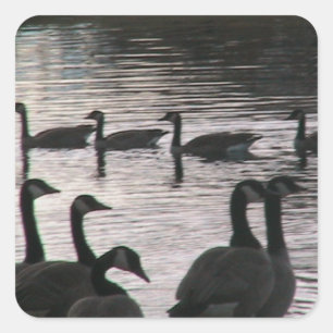 Geese stickers