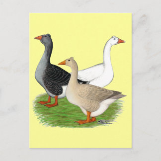 Geese:  Tufted Trio Postcard