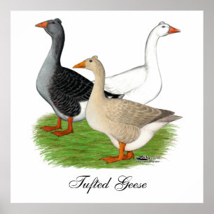 Geese: Tufted Trio Poster