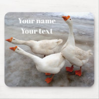 Geese white
