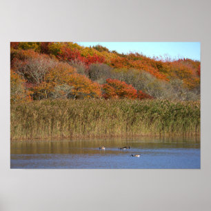 Geese with Autumn Trees Poster
