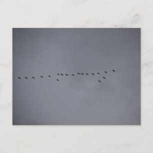 Geese's postcard