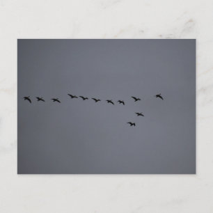 Geese's postcard