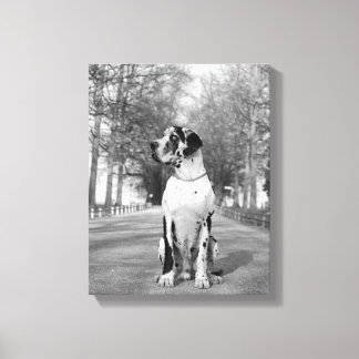 Gefleckte Deutsche Dogge Canvas Print