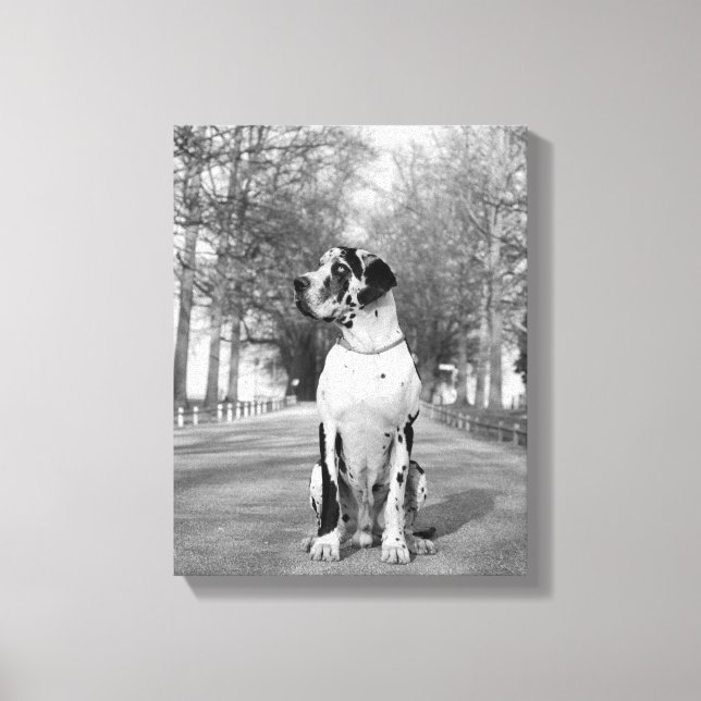 Gefleckte Deutsche Dogge Canvas Print (Front)