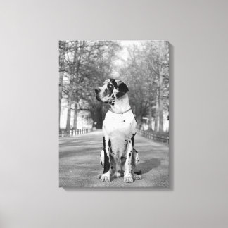 Gefleckte Deutsche Dogge Canvas Print