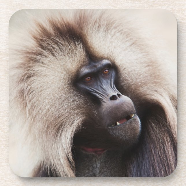 Gelada Baboon, Ethiopia Coaster (Front)