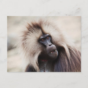 Gelada Baboon, Ethiopia Postcard