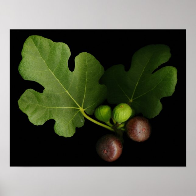 Gelini's Fig Tree Art Print (Front)