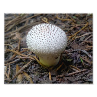 Gem-Studded Puffball