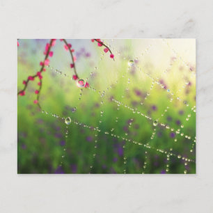 Gems of a Spring Morning Postcard