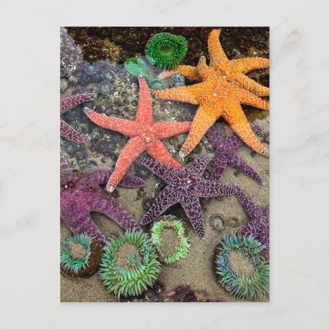 Gems of the sea postcard (Front)