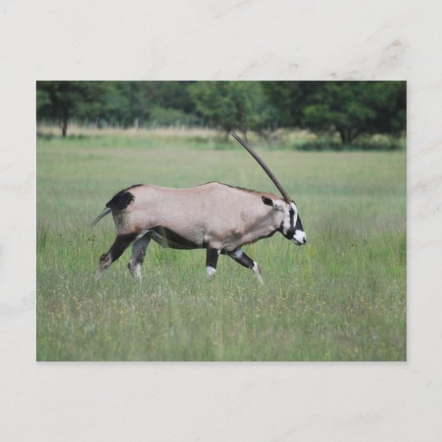 Gemsbok antelope postcard (Front)
