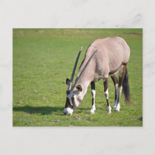 Gemsbok grazing postcard